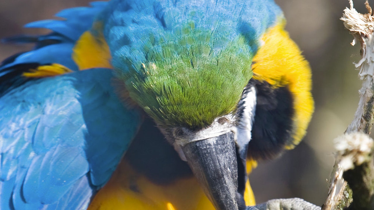 smugler australske papegøjer i militærfly - TV 2