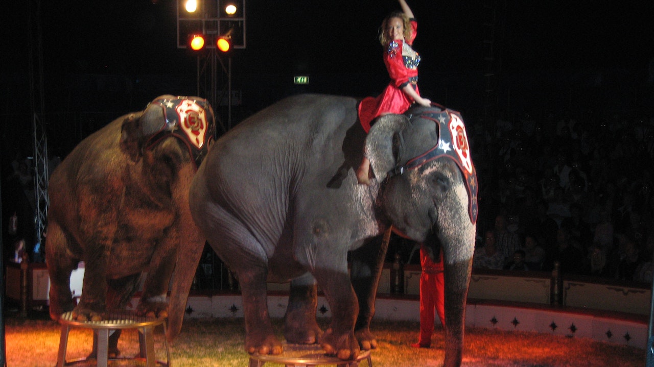 Cirkus elefanter: Glædeligt, lyder fra dyrevenner TV