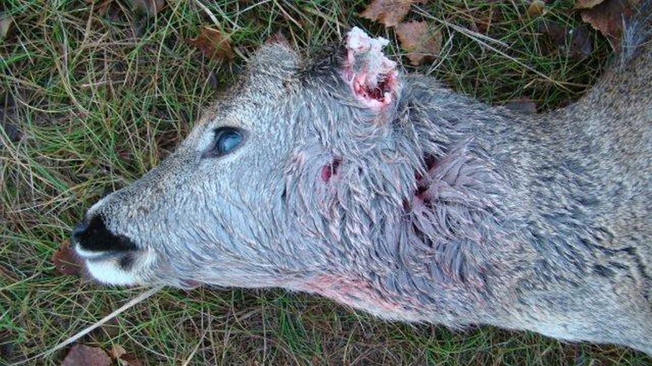 Dna-prøver bekræfter: Bukkelam blev dræbt af ulv