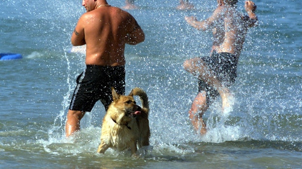 Fordeling nåde portugisisk Du må bade med din hund 200 meter fra blåt flag - TV 2