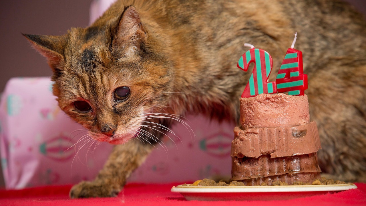 Regn hurtig Rough sleep Poppy blev 24 år: Verdens ældste kat er død - TV 2