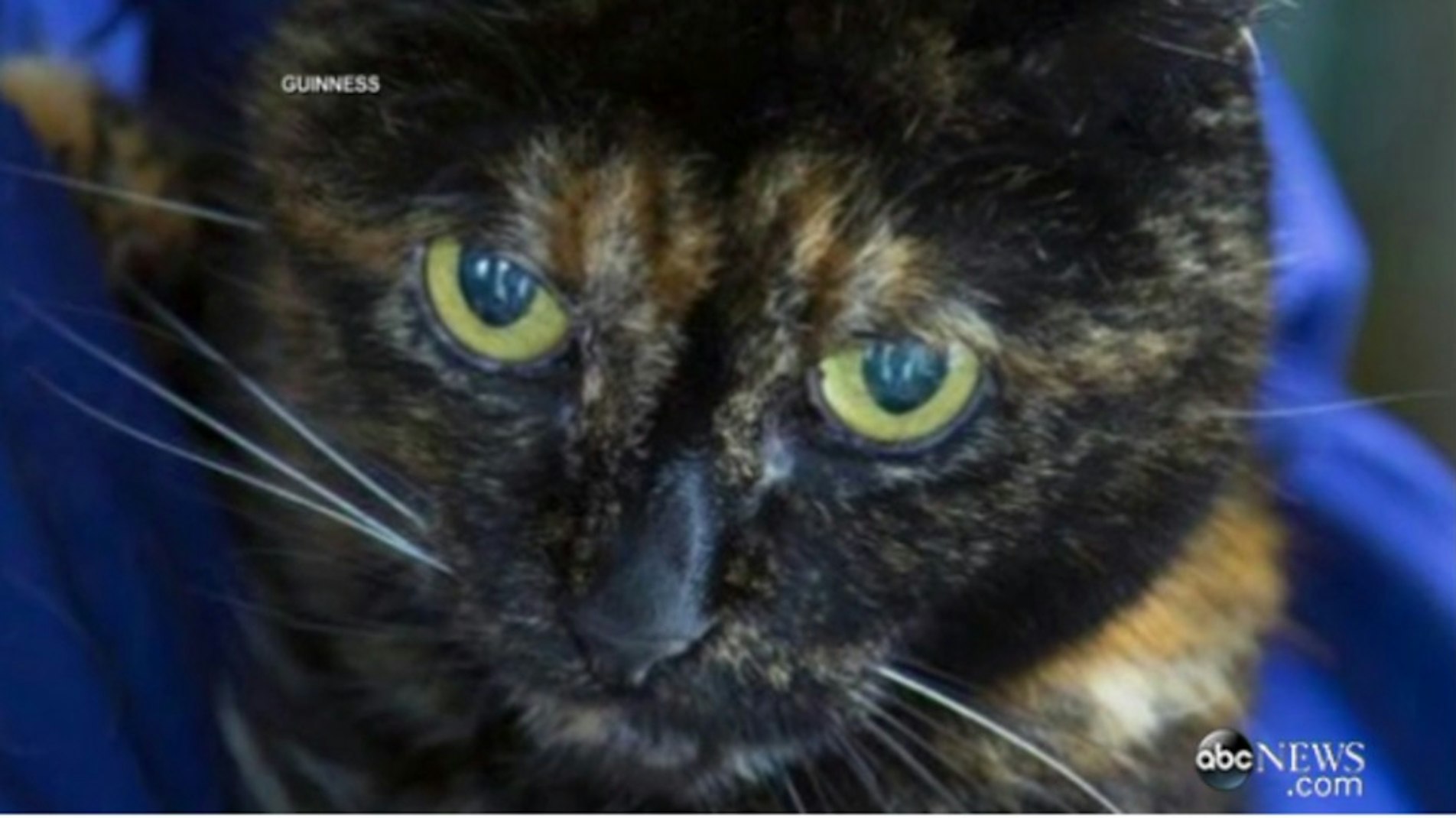 Verdens kat er død: Nu får Tiffany Two i rekordbøgerne - TV