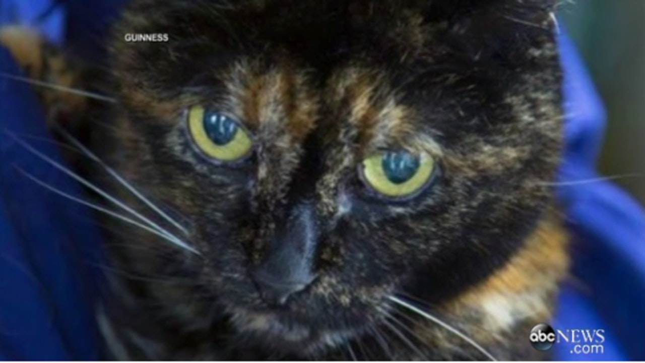 Se igennem forbinde fortov Verdens ældste kat er død: Nu får Tiffany Two plads i rekordbøgerne - TV 2