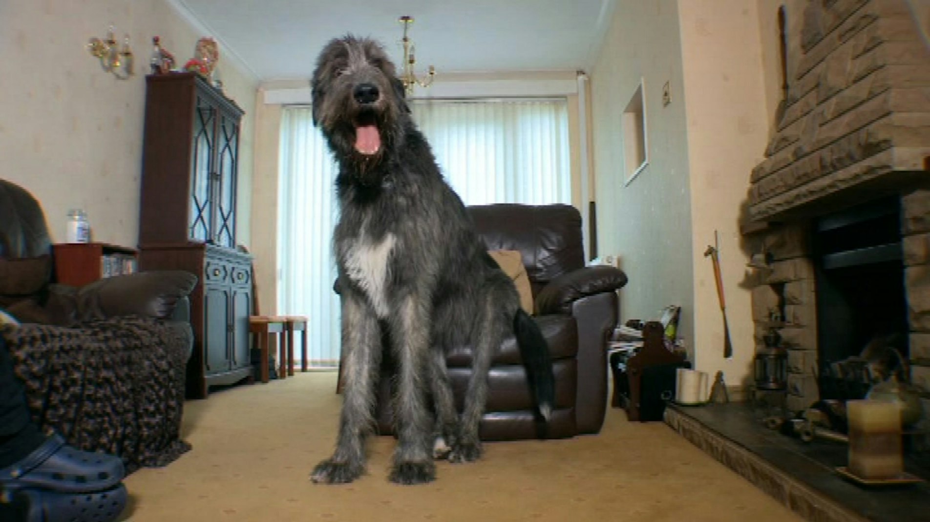 Mighty Finn kilo: Er verdens største hund? - TV 2